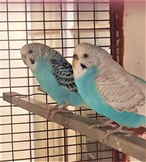 Young Budgies for Sale