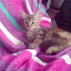 Maine Coon x kitten