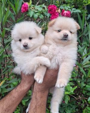 Pomeranian puppies 