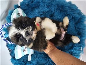 Shih tzu dogs