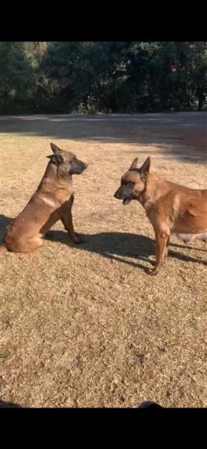 Belgium Malinois 