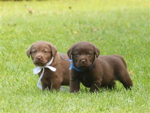 Labrador puppies