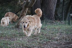 Golden retriever puppies 