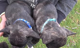 Beautiful French bulldog puppies available