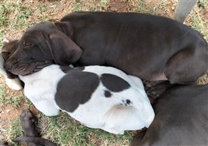 German Shorthaired Pointer Puppies