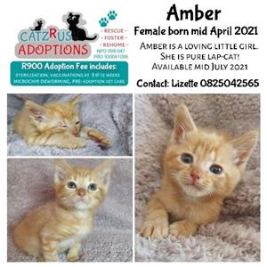 This weeks adoptable kittens at CatzRus, Pretoria 
