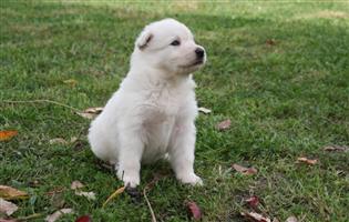 Stunning Long Coat Swiss Shepherd puppies.
