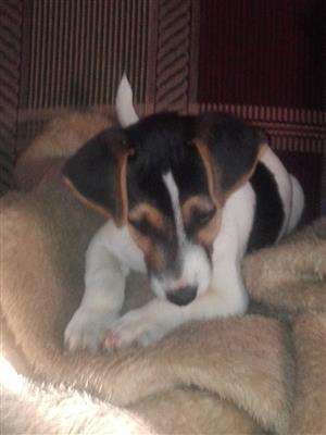 Jack Russell puppy (URGENT SALE!!!