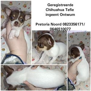 Chihuahua Puppies 