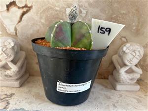 Bishops Cap Spineless cactus