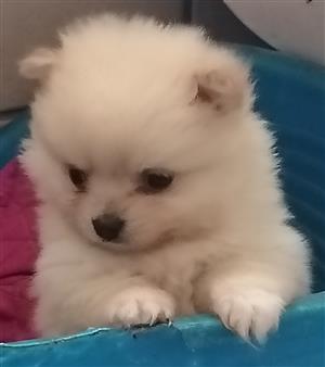 1x FEMALE POMERANIAN PUPPY IN VANDERBIJLPARK, GAUTENG