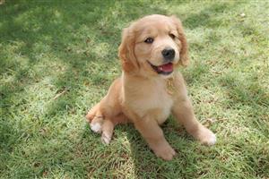 Golden retriever puppy for sale