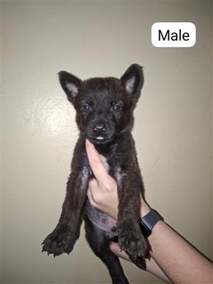 Belgian Malinois Puppies