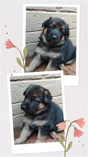 German Shepherd Puppies  