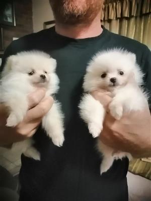 Pomeranian for sale in South Africa | 16 second hand ...