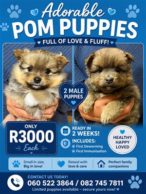 Lovely Pomeranians  for sale. 2 males and 3 females