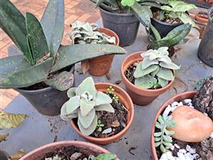 Plante te koop montana