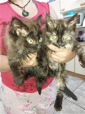 Maincoon females