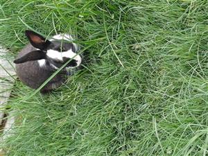 6 months black and white male rabbit with white female rabbit 5 months old