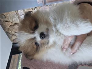 Super cute Toy Pom puppies. Purebred with very good bloodlines. Comes with paper