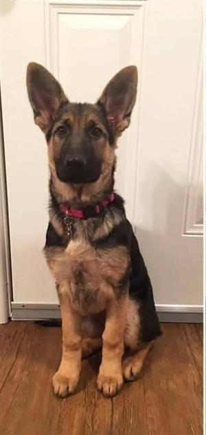 Germanshepherd puppies available 