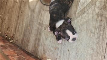 Boston puppies for sale
