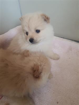 8 weeks old Pomeranian 