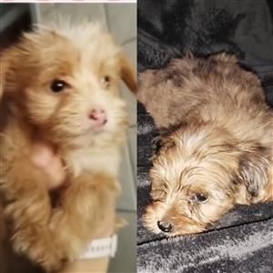 YORKIE GOLDEN SABLE MALE PUPPIES 