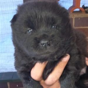 chow chow puppies males and females 