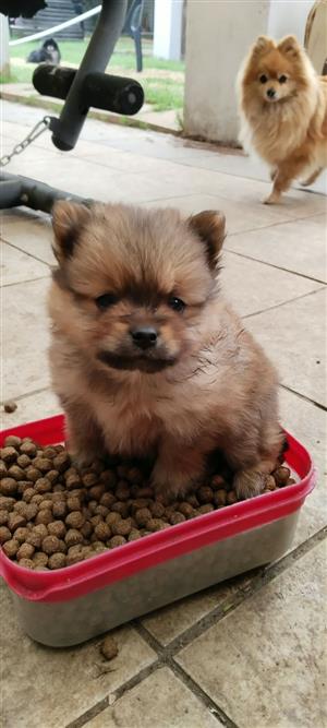TOYPOM PUPPY