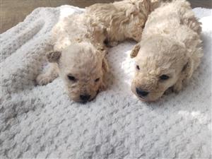 Male French poodle puppy available 