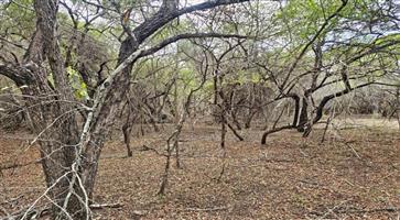 Prime 1810m² Vacant Stand Near Lionspruit for Sale in Marloth Park!