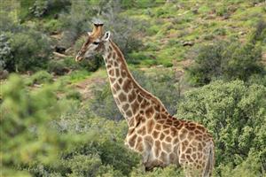 Vacant Land Residential For Sale in Oudtshoorn Rural