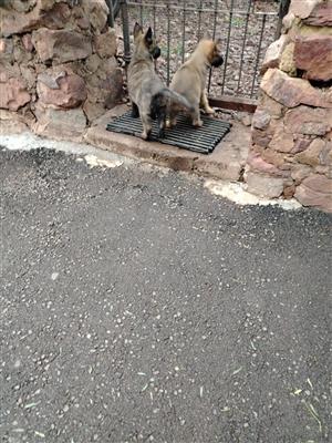 German Shepherd puppies