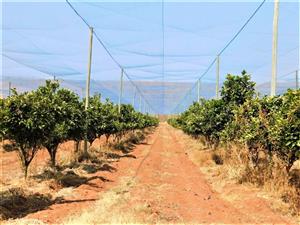Beautiful Citrus farm in the heart of the Bushveld