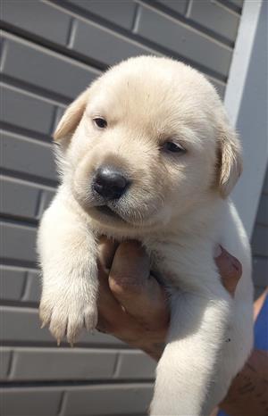 Labrador puppies