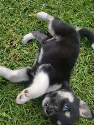 Husky x Collie pups - black pups