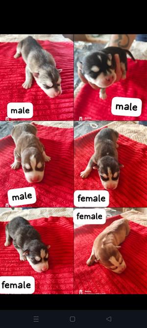 Siberian Husky puppys