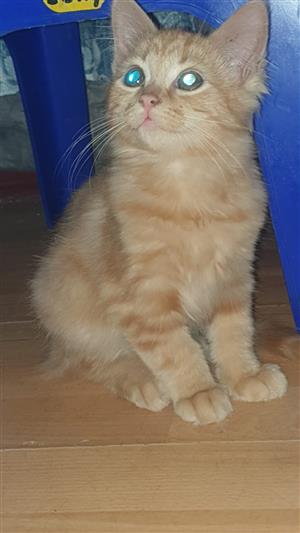 Maincoon ginger