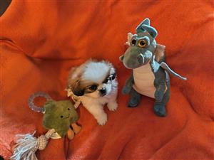 Pekingese Puppies, Innoculated and dewormed 