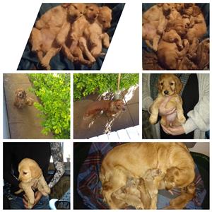 Golden cocker spaniel x golden retriever 