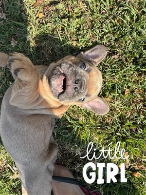 French Bulldog puppies 
