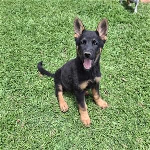 German shepherd puppy