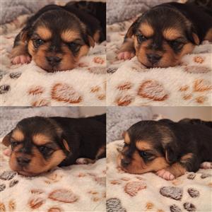 Yorkie puppies