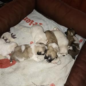 6 beautiful pekingese puppies for sale 3 males and 3 females.