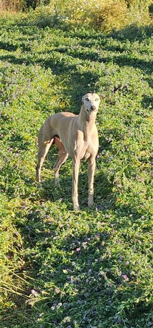 Greyhound puppies