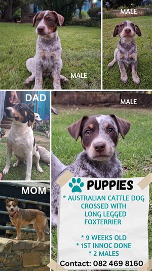 Australian Cattle dog puppies for sale