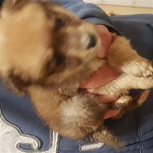 Yorkies X Jack Russell