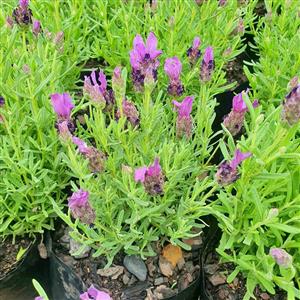 Stoechas Lavender A Bag GARDEN MARKET PLACE  NO 1 Gardens Road. HILLCREST