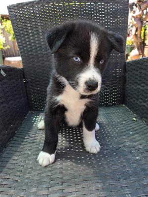 Australian shepherd x husky